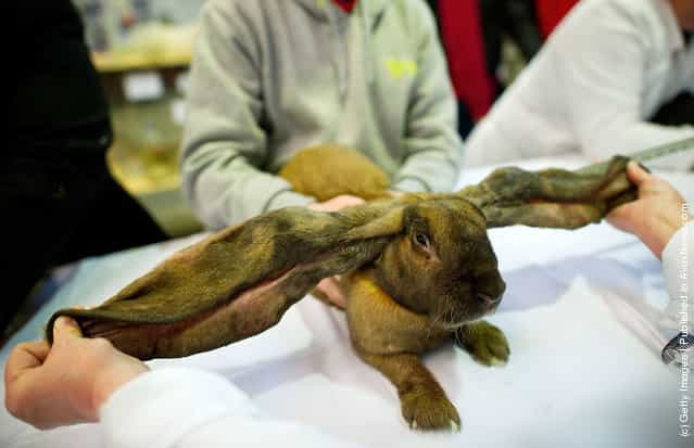 Animal Enthusiasts Enjoy The UKs Rabbit Grand National