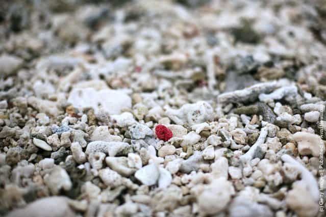 A piece of red coral is seen on the beach on January 15, 2012 at Lady Elliot Island, Australia