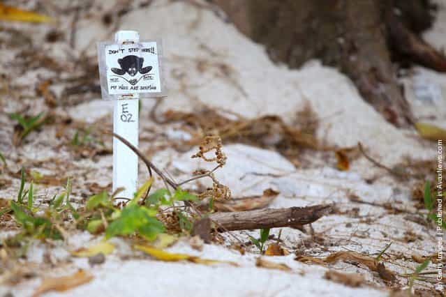 A sign marking a sea turtle nest is seen on the beach at Lady Elliot Island, Australia