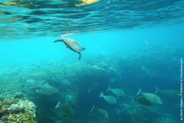 A Hawksbill sea turtle is seen swimming in Lady Elliot Island, Australia
