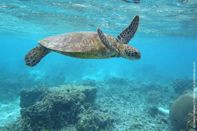 A Hawksbill sea turtle is seen swimming in Lady Elliot Island, Australia
