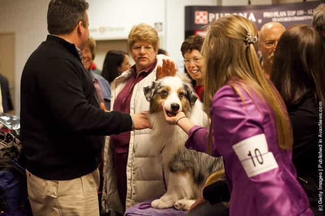Grand Champion Oakhurst Crusin in Chrome, an Australian Shepard, is greeted backstage at the Westminster Kennel Club Dog Show after winning best of opposite sex