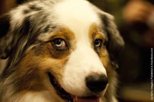 Grand Champion Oakhurst Crusin in Chrome, an Australian Shepard, is greeted backstage at the Westminster Kennel Club Dog Show after winning best of opposite sex
