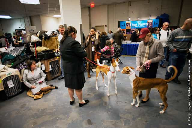 Dogs are walked backstage at Westminster Kennel Club Dog Show
