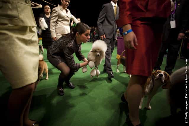 Juniors leave Ring 6 after competing in the Junior Showmanship Preliminaries at Westminster Kennel Club Dog Show