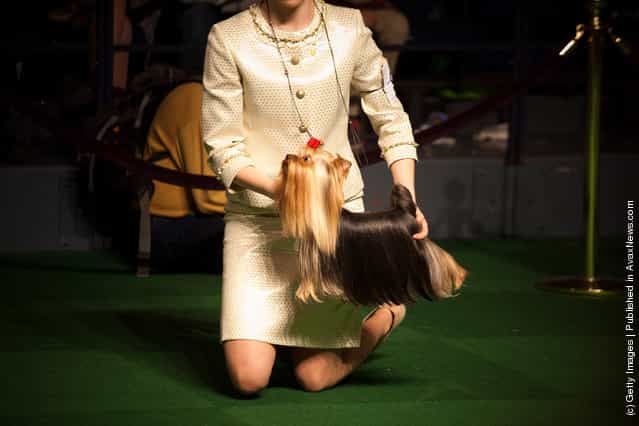 Emma Echols competes with her Yorkshire Terrier Tucker in the Junior Showmanship Preliminaries at Westminster Kennel Club Dog Show