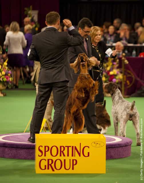 Irish Setter Grand Champion Shadagee Caught Red Handed stands with his handler Adam Bernardin, after winner of the Sporting Group at the Westminster Kennel Club Dog Show