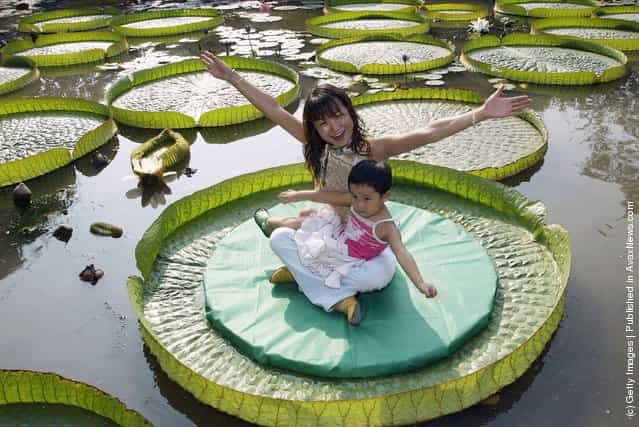A Chinese woman and a young girl weighing a combined total of roughly 57.5 kilograms, pose for pictures on a Royal Water Lily leaf at Xian Botanical Garden