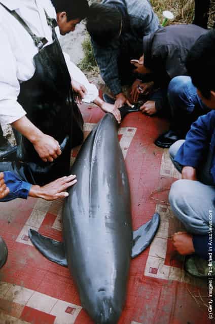 Workers inspect a Finless Porpoise at the Tongling Freshwater Dolphin Nature Reserve