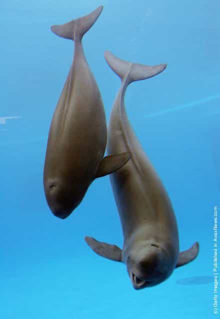 Yangtze finless porpoises swim in an aquarium at the Hydrobiology Institute of the Chinese Academy of Sciences