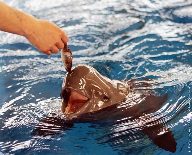 Yangtze finless porpoises are fed at the Hydrobiology Institute of the Chinese Academy of Sciences
