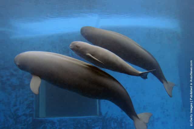 A newly born Yangtze finless porpoise (C) swims with his mother (L) and brother at the Hydrobiology Institute of the Chinese Academy of Sciences
