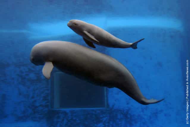 A newly born Yangtze finless porpoise (top) swims with his mother at the Hydrobiology Institute of the Chinese Academy of Sciences