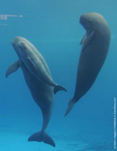 A newly born Yangtze finless porpoise (front) swims with his mother (L) and brother at the Hydrobiology Institute of the Chinese Academy of Sciences