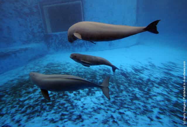 A newly born Yangtze finless porpoise (C) swims with his mother (top) and brother at the Hydrobiology Institute of the Chinese Academy of Sciences