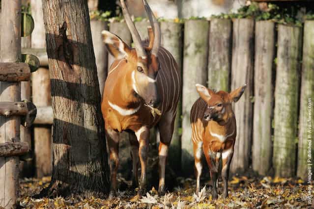 The one month old newborn Bongo Antelope