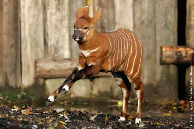 The one month old newborn Bongo Antelope