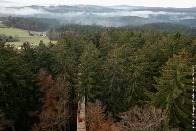 Visitors of the worlds longest tree top walk between the trees of the Bavarian forest