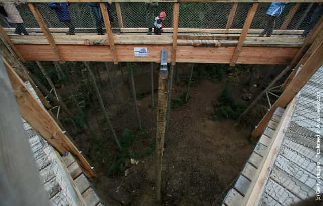 Visitors of the worlds longest tree top walk between the trees of the Bavarian forest