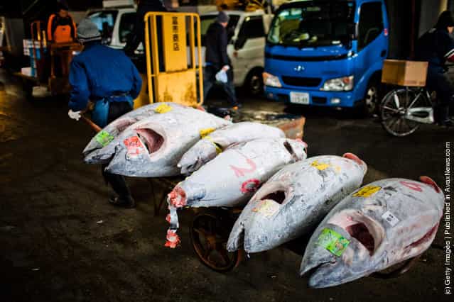 A man transports Tuna purchased at the Tuna auction to be cut into pieces and sold at the Tsukiji fish market