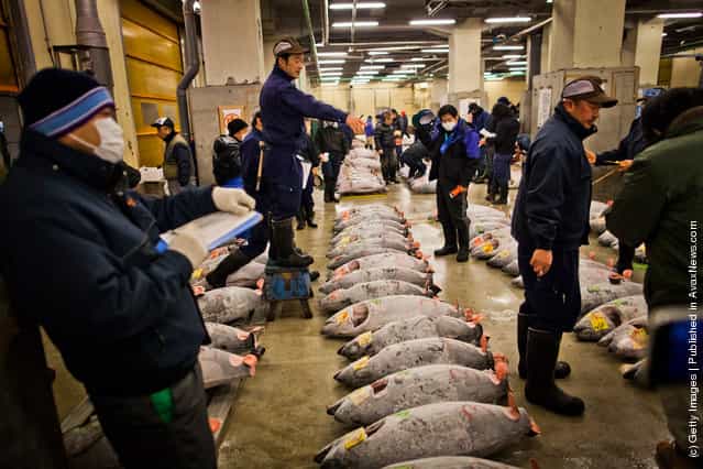 An auctioneer starts the Tuna auction at the Tsukiji fish market