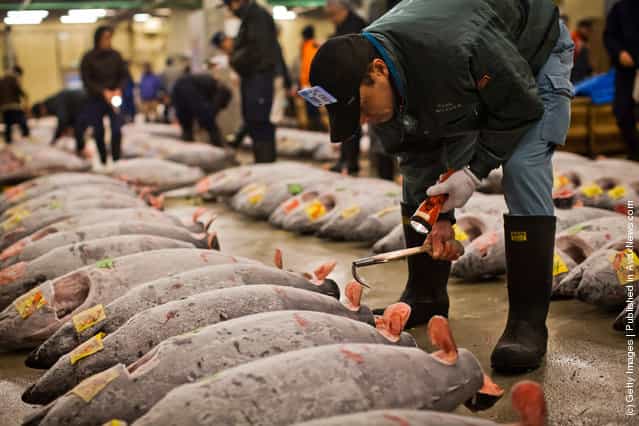 A potential bidder carefully examines pieces of Tuna in order to ascertain the quality and to estimate its price ahead of the Tuna auction at the Tsukiji fish market