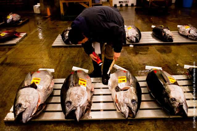 A potential bidder carefully examines pieces of Tuna in order to ascertain the quality and to estimate its price ahead of the Tuna auction at the Tsukiji fish market