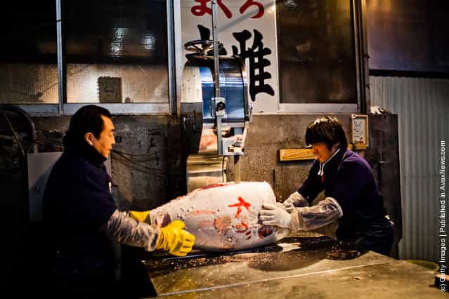 Workers use an electric saw to cut a frozen Tuna fish, purchased at the morning Tuna auction, at the Tsukiji fish market