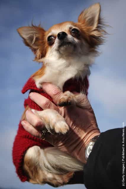 Chico the Chihuahua is held aloft by his owner on Day one of Crufts at the Birmingham NEC Arena