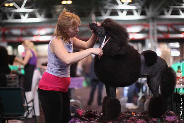 Linzi Johnson trims her Standard Poodle Pheope on Day one of Crufts at the Birmingham NEC Arena
