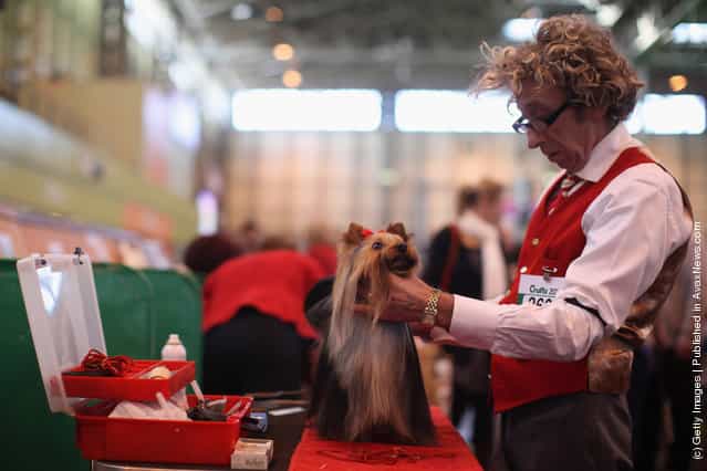 A Yorkshire Terrier is groomed by its owner on Day one of Crufts at the Birmingham NEC Arena