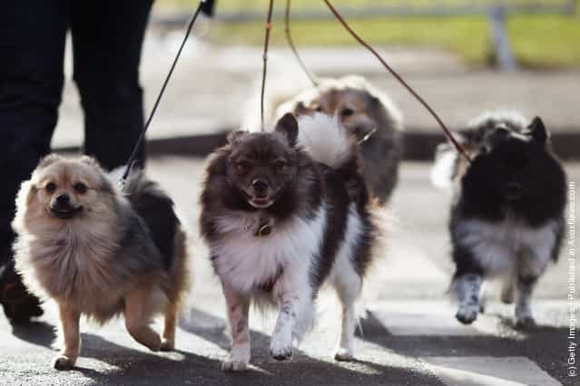 Dogs and their owners arrive on Day one of Crufts at the Birmingham NEC Arena