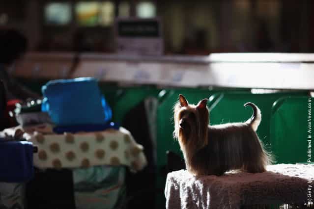 A Yorkshire Terrier waits to be groomed by its owner on Day one of Crufts at the Birmingham NEC Arena
