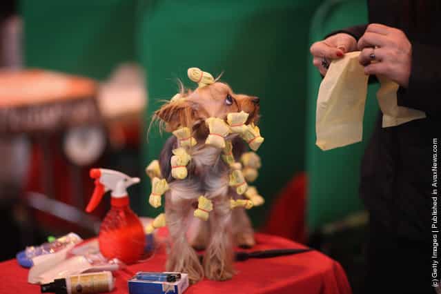 A Yorkshire Terrier has its hair done on a grooming table on Day one of Crufts at the Birmingham NEC Arena