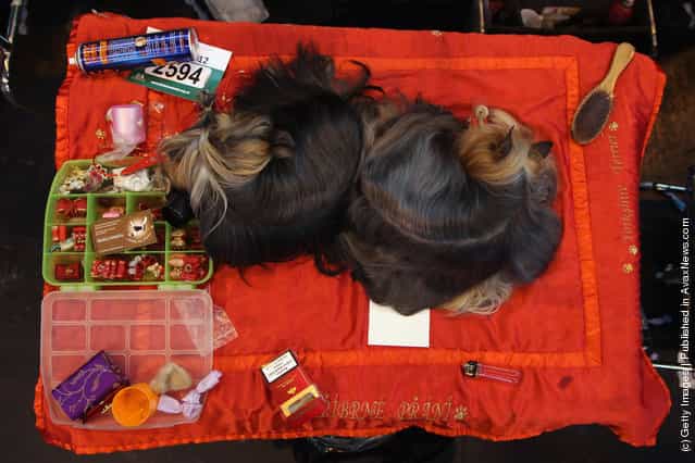 Two Yorkshire Terriers sleep on a grooming table on Day one of Crufts at the Birmingham NEC Arena
