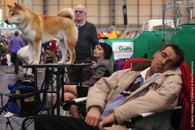 A Japanese Shiba Inu stands on a grooming table beside a man sleeping on day one of Crufts at the Birmingham NEC Arena