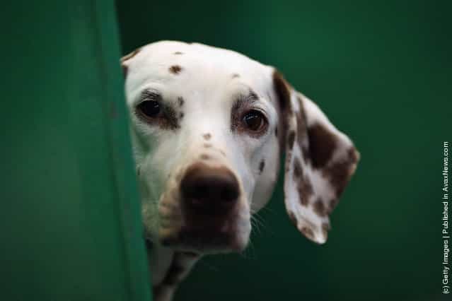 A Dalmation sits in its kennel on Day one of Crufts at the Birmingham NEC Arena