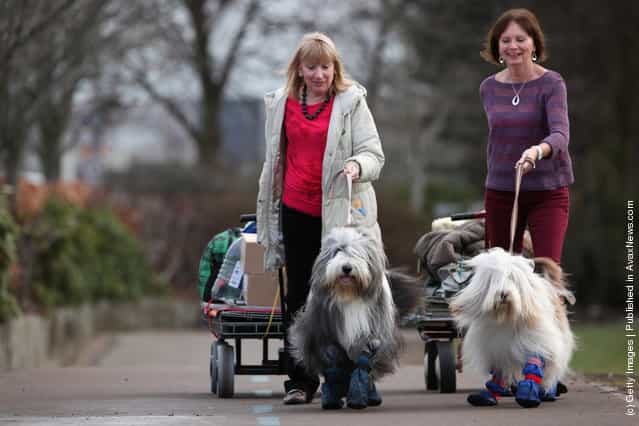 Old English Sheepdogs and their owners arrive on Day three of Crufts at the Birmingham NEC Arena