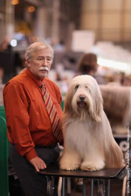 An Old English Sheepdog sits on a grooming table next to its owner on day three of Crufts at the Birmingham NEC Arena