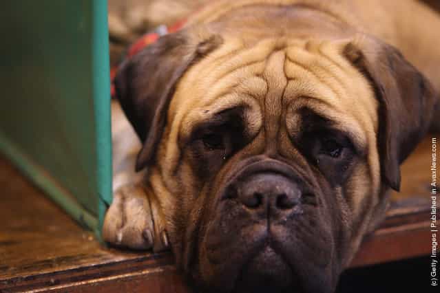 A Boxer lays in its kennel on Day three of Crufts at the Birmingham NEC Arena