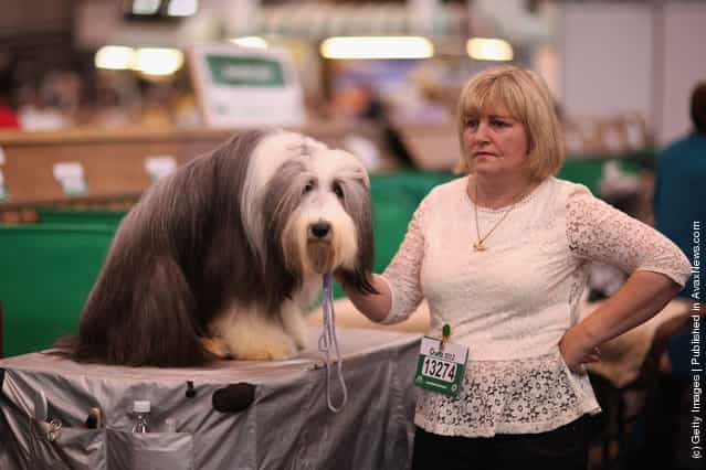 An Old English Sheepdog sits on a grooming table next to its owner on day three of Crufts at the Birmingham NEC Arena