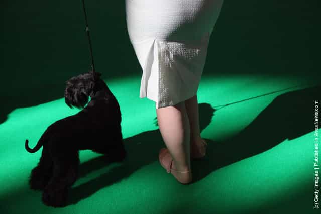 A Kerry Blue Terrier and owner attend Day one of Crufts at the Birmingham NEC Arena