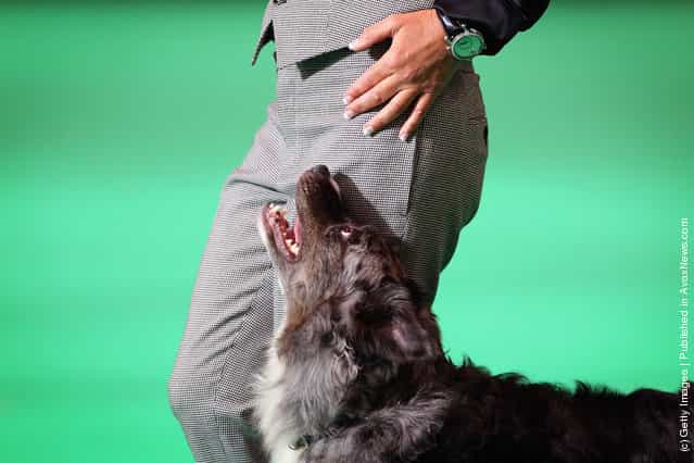 A Border Collie is judged during the Dog Obedience Championship on Day three of Crufts at the Birmingham NEC Arena