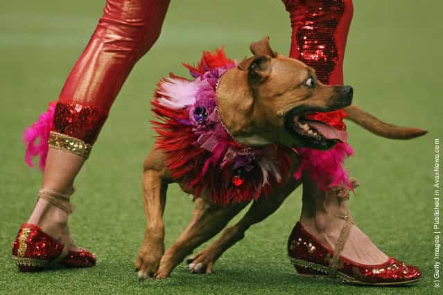 A dog and its owner perform a routine in the main arena on Day three of Crufts at the Birmingham NEC Arena
