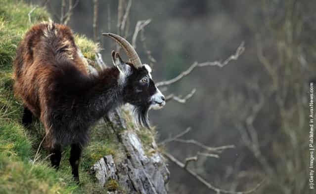 A goat looks out as it grazes on plants growing on Cheddar Gorge