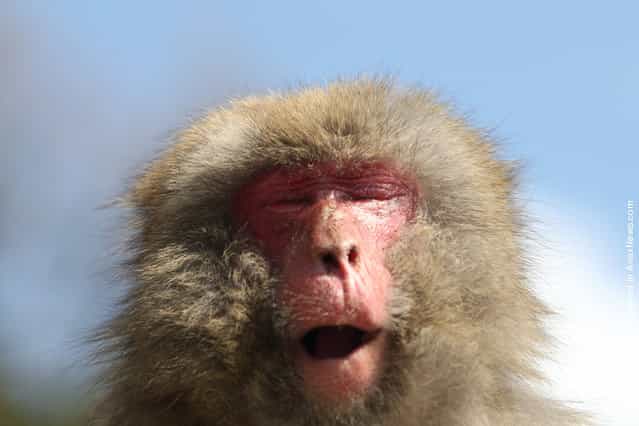 A 19-year-old Japanese macaque monkey named Monday sneezes while suffering an allergy to pollen from the cedar tree, at Awajishima Monkey Center