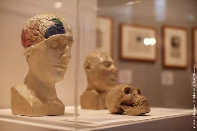 The Wellcome Collections Unveils Their New Exhibition Brains
