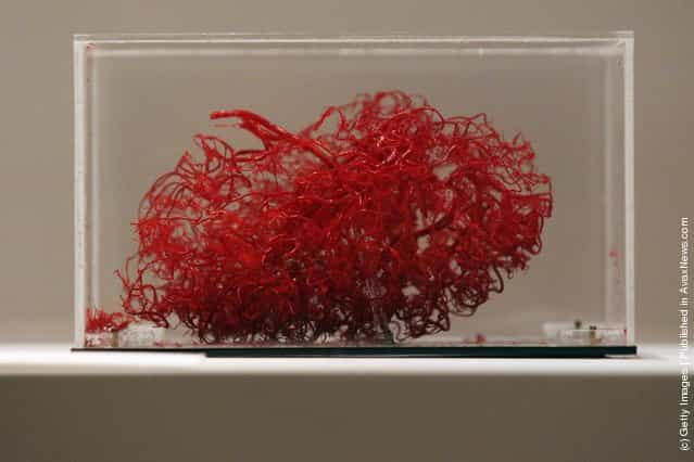 A corrosion cast of blood vessels in the brain made from resin is displayed at the Wellcome trusts new Brains exhibition