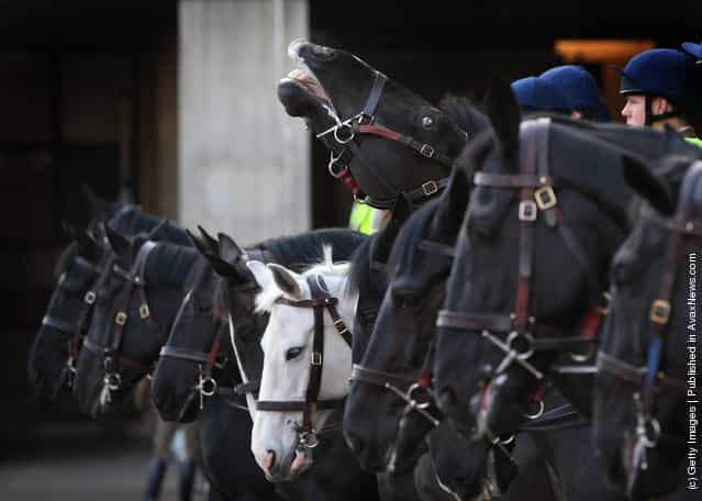 A horse of The Household Cavalry Mounted Regiment (HCMR) rears its head during parade at Hyde Park Barracks