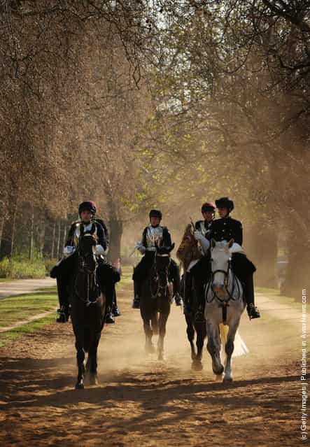Horses of The Household Cavalry Mounted Regiment (HCMR) return to barracks after training in Hyde Park